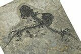 Two Early Permian Reptiliomorph (Discosauriscus) Fossils #280853-1
